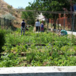 Huerto-Chico-verduras