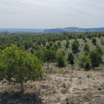 Bosque Scania